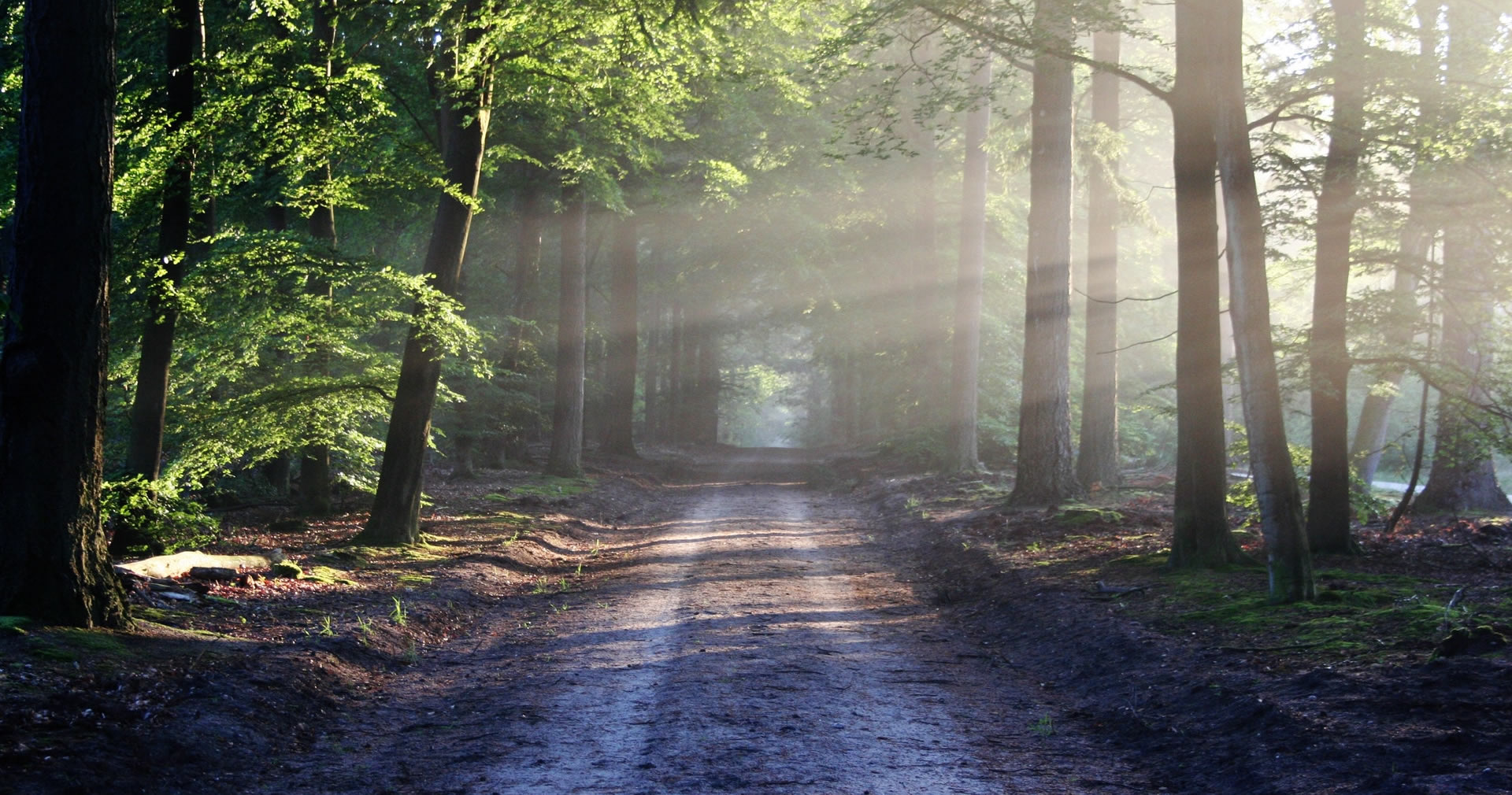 Forest Road. Sun Rays